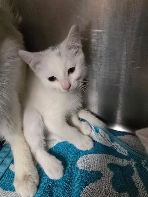 A baby small-sized female Domestic Short Hair cat named Poppy for adoption in Rancho Cucamonga, CA