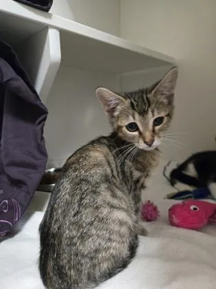 A baby small-sized female Domestic Short Hair cat named Shampoo for adoption in Savannah, GA