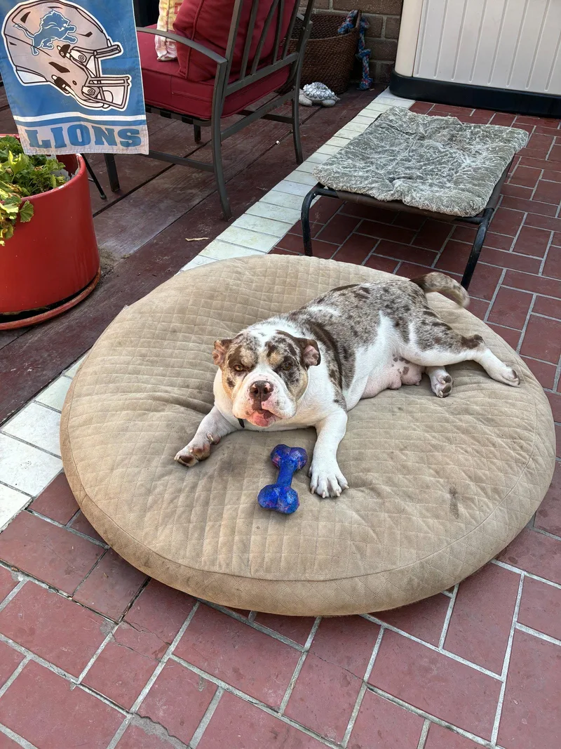 A young medium-sized female American Bulldog dog named Poppy for adoption in Orange, CA