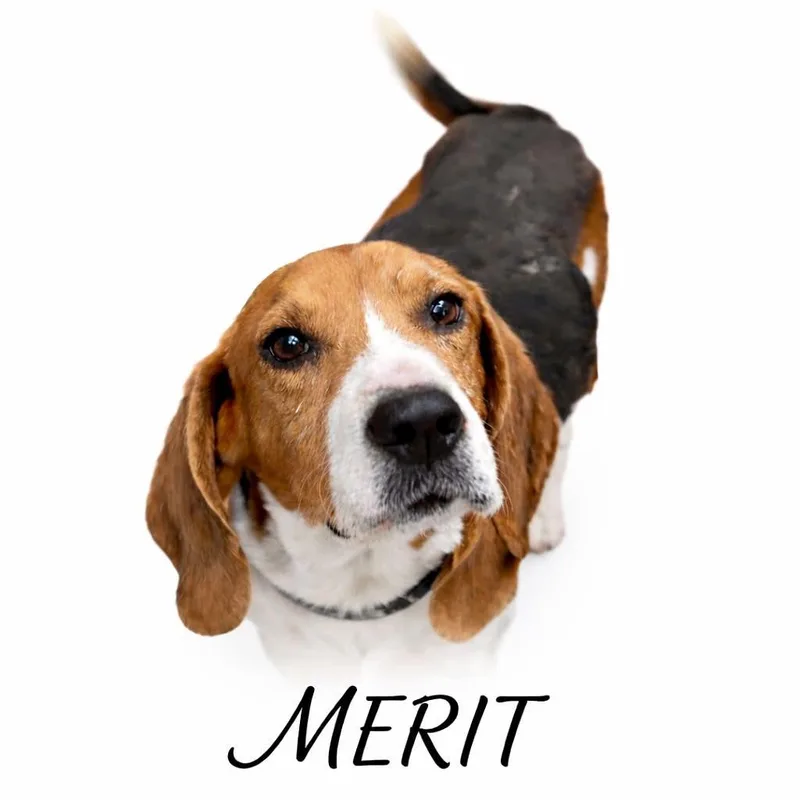 An adult medium-sized male Tricolor (Brown, Black, & White) Beagle dog named Merit for adoption in Stoughton, MA