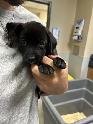 A young large-sized female Labrador Retriever dog named Aphrodite for adoption in Kansas City, MO