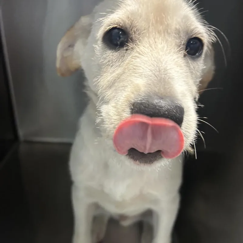 A baby small-sized male Yellow / Tan / Blond / Fawn Mixed Breed dog named Dennis for adoption in Chattanooga, TN