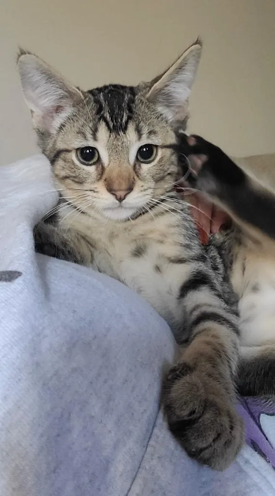 Toulouse thumbnail 2