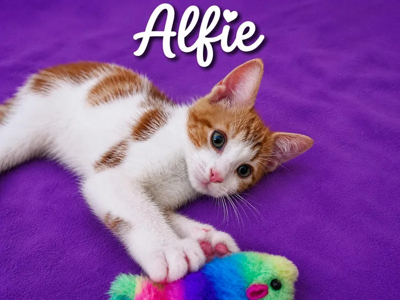 Alfie thumbnail 2