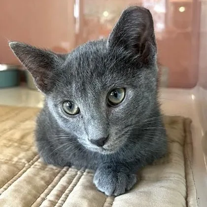 A baby small-sized female Gray / Blue / Silver Domestic Short Hair cat named Carrie for adoption in Fernandina Beach, FL
