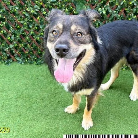 An adult medium-sized male Black Shepherd dog named Leo for adoption in West Palm Beach, FL