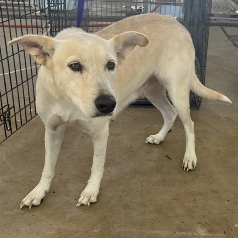 Bellissima thumbnail 2