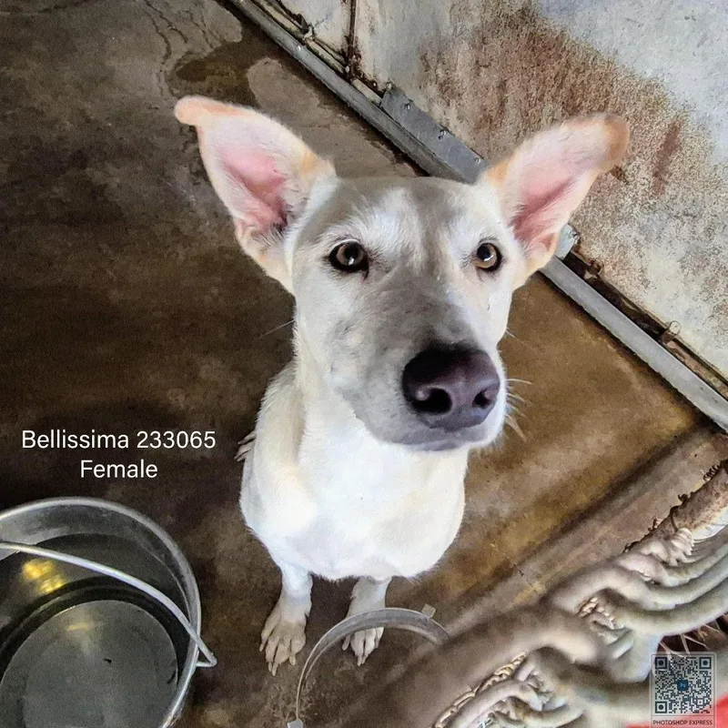 Bellissima thumbnail 3