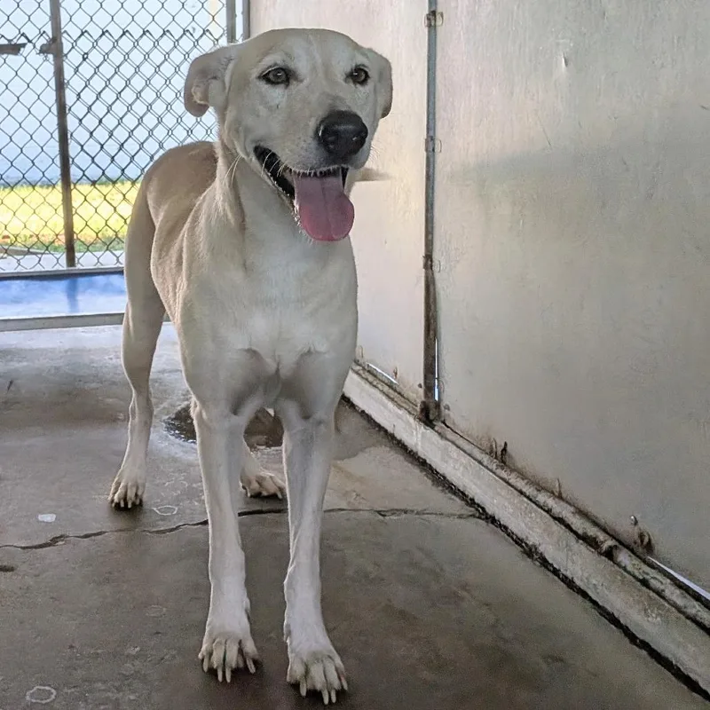 Bellissima thumbnail 4