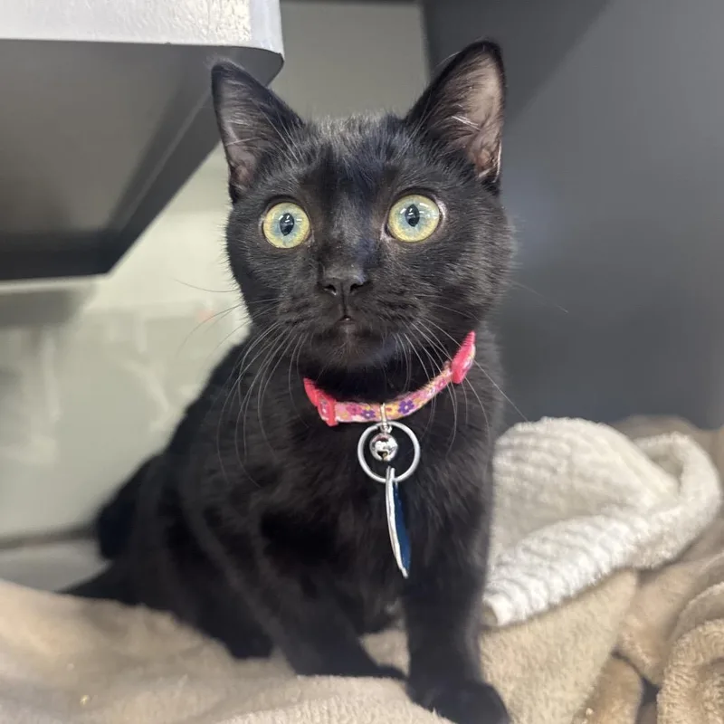 A young small-sized female Black Domestic Short Hair cat named G Pink Luster for adoption in Port Washington, NY