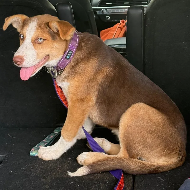 A baby medium-sized female Brown / Chocolate Shepherd dog named Brooke for adoption in San Antonio, TX