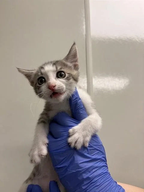 A baby small-sized male Domestic Short Hair cat named Pritchett for adoption in Ontario, CA