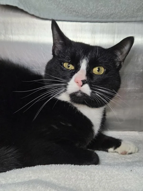 An adult medium-sized male Domestic Short Hair cat named Harvey for adoption in Millersville, MD