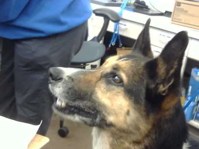 An adult large-sized male Mixed Breed dog named Ranger for adoption in Dallas, TX