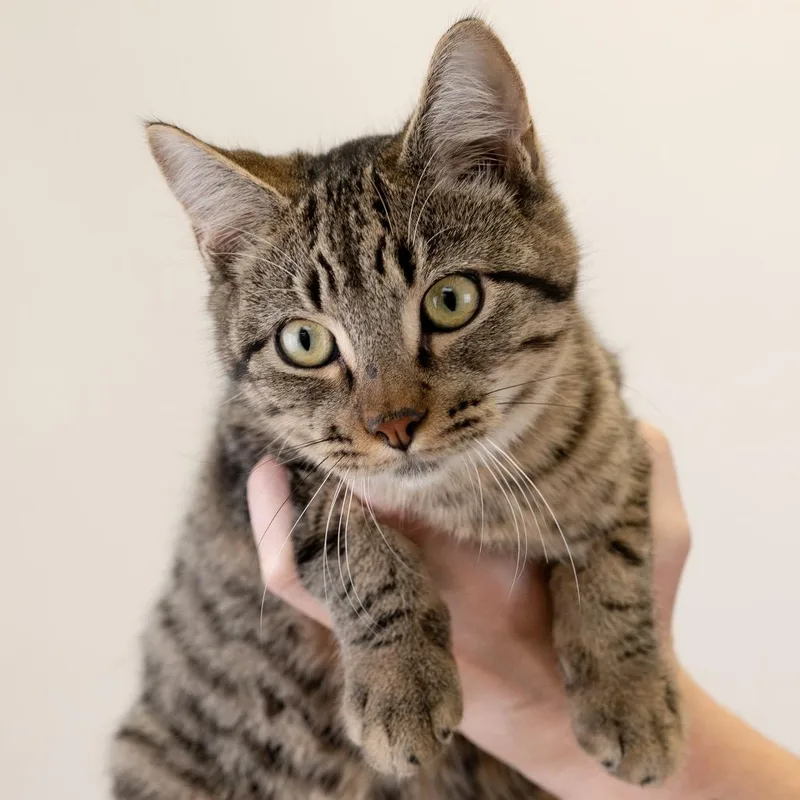 A baby small-sized male Brown / Chocolate Domestic Medium Hair cat named Asher for adoption in Buffalo, MN