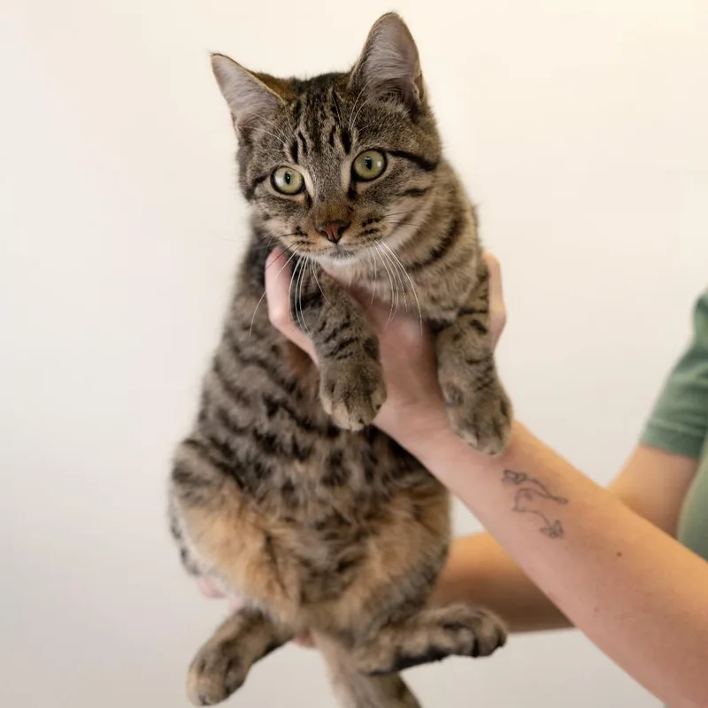 Asher thumbnail 2
