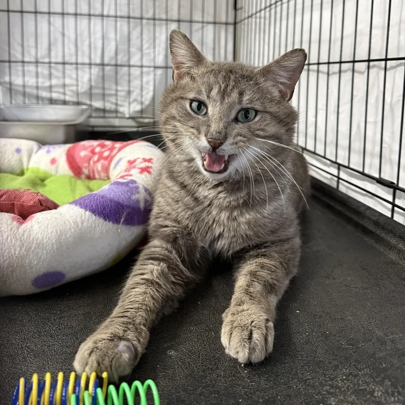A young medium-sized male Tabby (Gray / Blue / Silver) Domestic Short Hair cat named Zamboni for adoption in Grand Rapids, MI