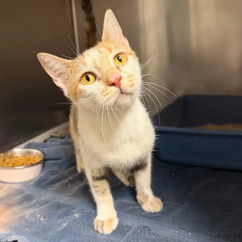 An adult medium-sized female White Domestic Short Hair cat named Muffin for adoption in Bryan, TX