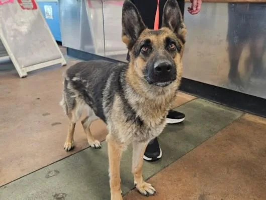 A young large-sized female German Shepherd Dog dog named Valentine for adoption in Van Nuys, CA