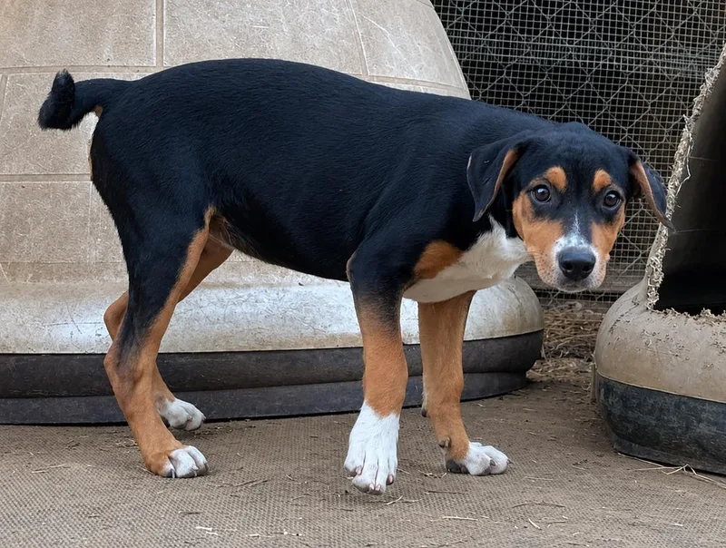 Josie hound litter