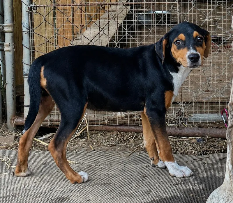 Josie  hound litter thumbnail 2