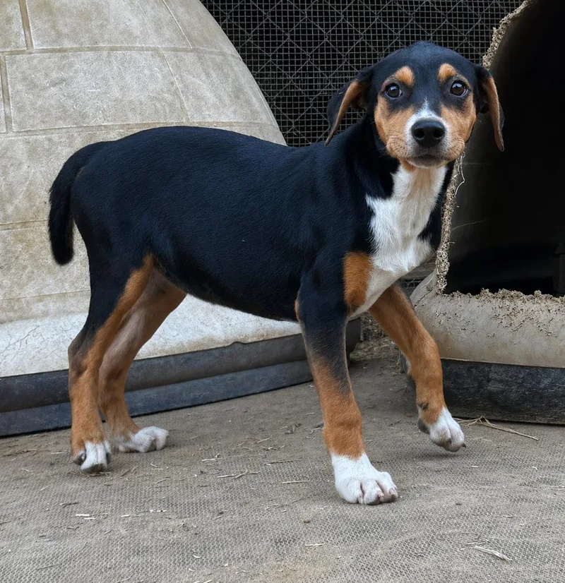 Josie  hound litter thumbnail 3