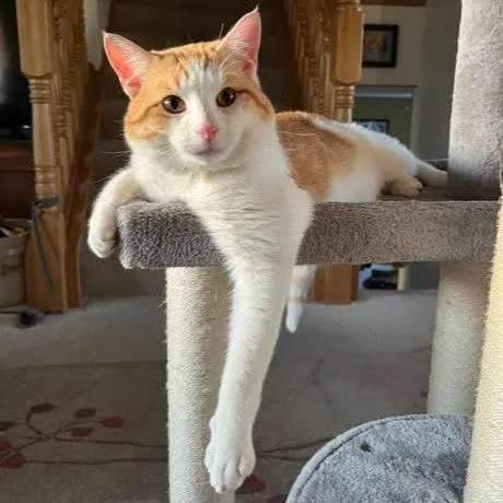 A young large-sized male Orange / Red Domestic Short Hair cat named Harley C for adoption in Princeton, MN