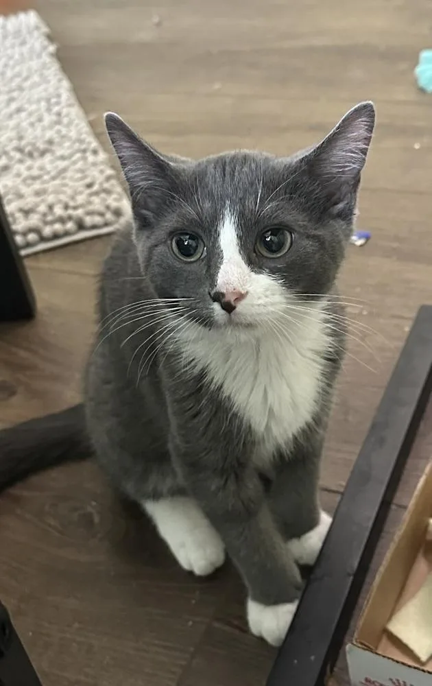 A baby medium-sized male Gray & White Domestic Short Hair cat named Tavren for adoption in Emerald Isle, NC