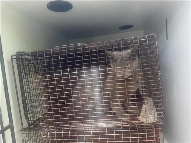 A young small-sized female Domestic Short Hair cat named Misty for adoption in Houston, TX