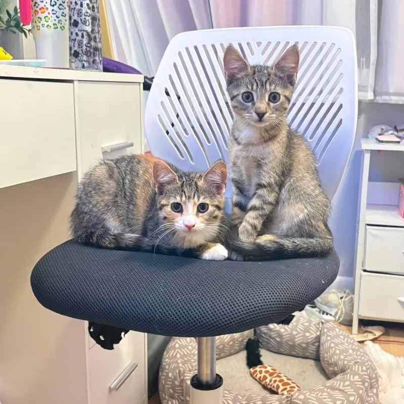 A baby small-sized female Torbie Domestic Short Hair cat named Twix for adoption in Jarrettsville, MD