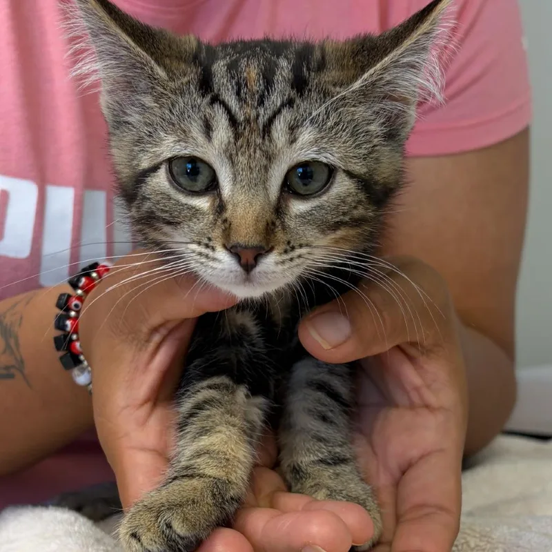 A baby small-sized female Domestic Medium Hair cat named Isabel for adoption in Cumming, GA