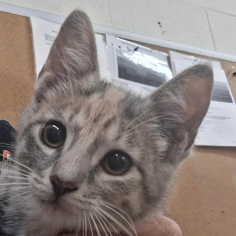 A baby small-sized female Domestic Short Hair cat named Daffy for adoption in Zanesville, OH