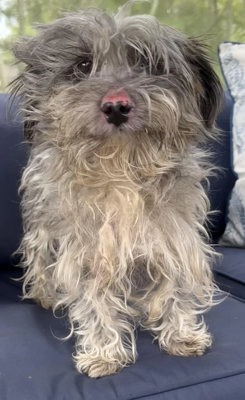 An adult small-sized male Miniature Schnauzer dog named Oakley for adoption in Cape Coral, FL