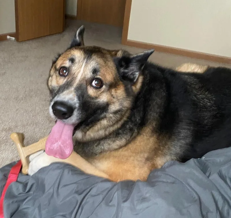 An adult extra large-sized female German Shepherd Dog dog named Torvi for adoption in Columbia, IL