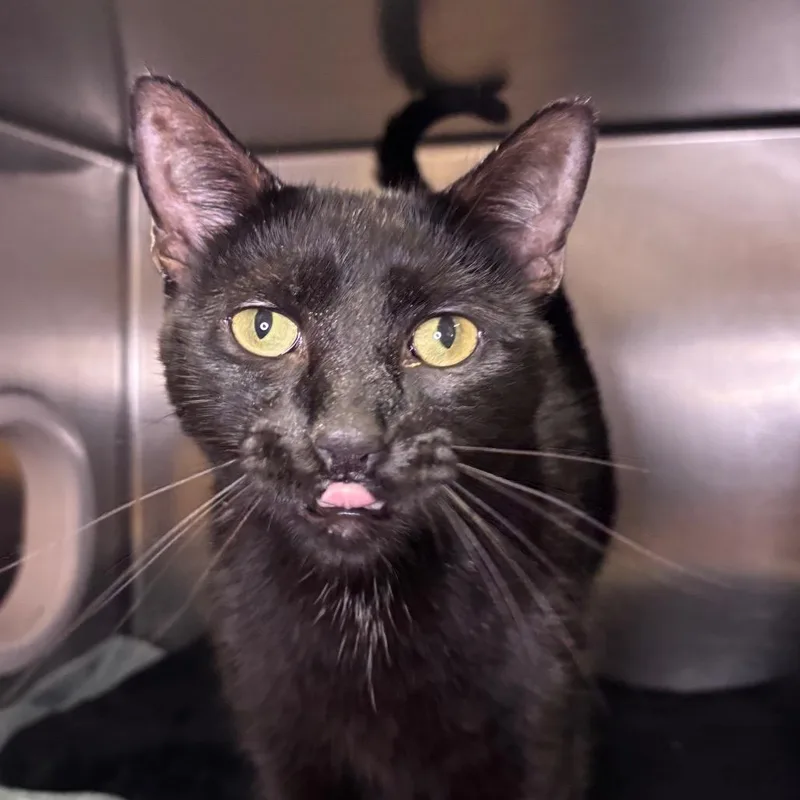An adult large-sized male Black Domestic Short Hair cat named Chili for adoption in Providence, RI