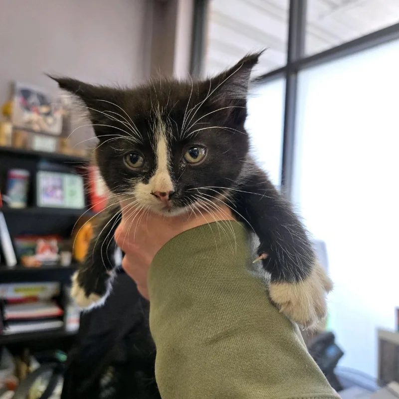 A baby small-sized male Black Domestic Short Hair cat named Eragon for adoption in Branson, MO