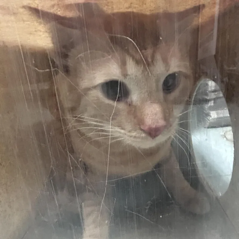 An adult large-sized male Orange / Red Domestic Short Hair cat named King Kang for adoption in Philadelphia, PA