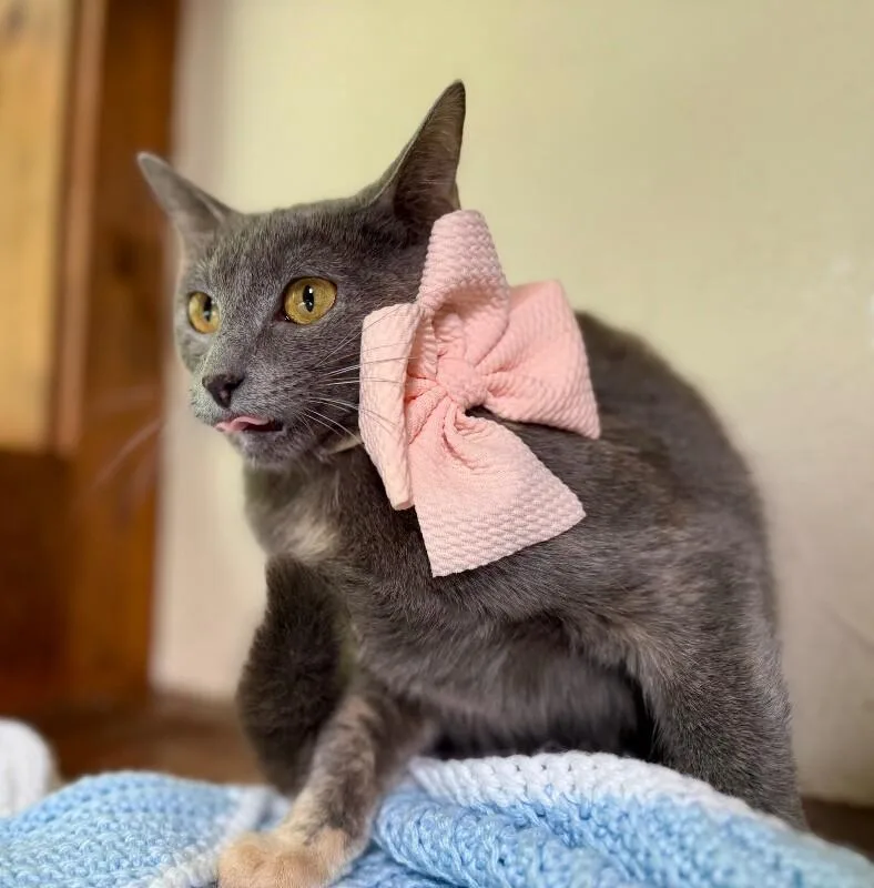 A young medium-sized female Dilute Tortoiseshell cat named Eleanor Von Whiskers for adoption in Friendswood, TX