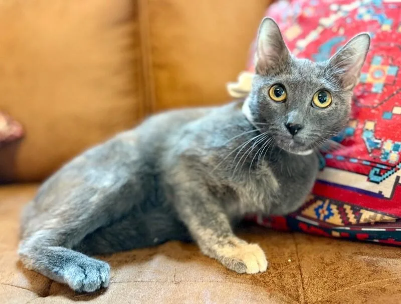 Eleanor Von Whiskers thumbnail 2