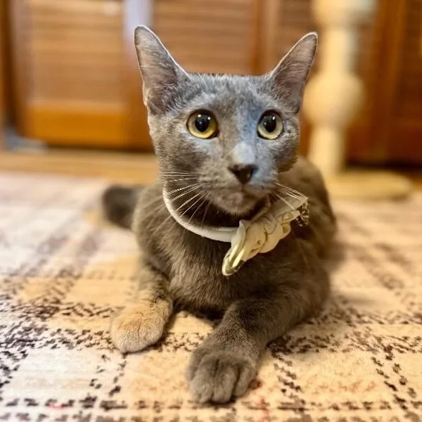 Eleanor Von Whiskers thumbnail 4