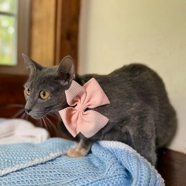 Eleanor Von Whiskers thumbnail 5