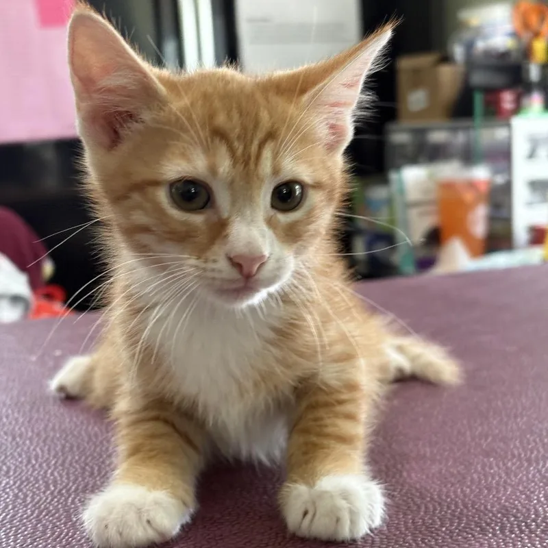 A baby small-sized male Orange / Red Domestic Long Hair cat named Hobbes for adoption in San Antonio, TX