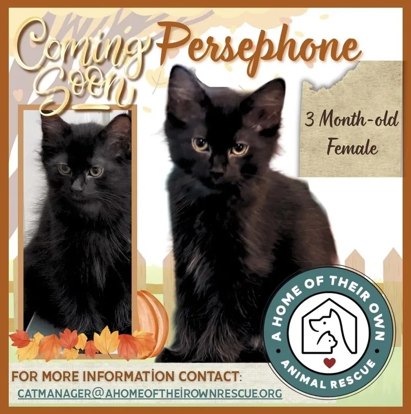A baby small-sized female Domestic Long Hair cat named Persephone for adoption in Silver Spring, MD