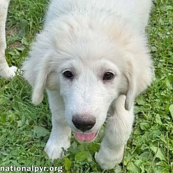 A baby large-sized male White / Cream Great Pyrenees dog named Olaf in OH for adoption in Beacon, NY