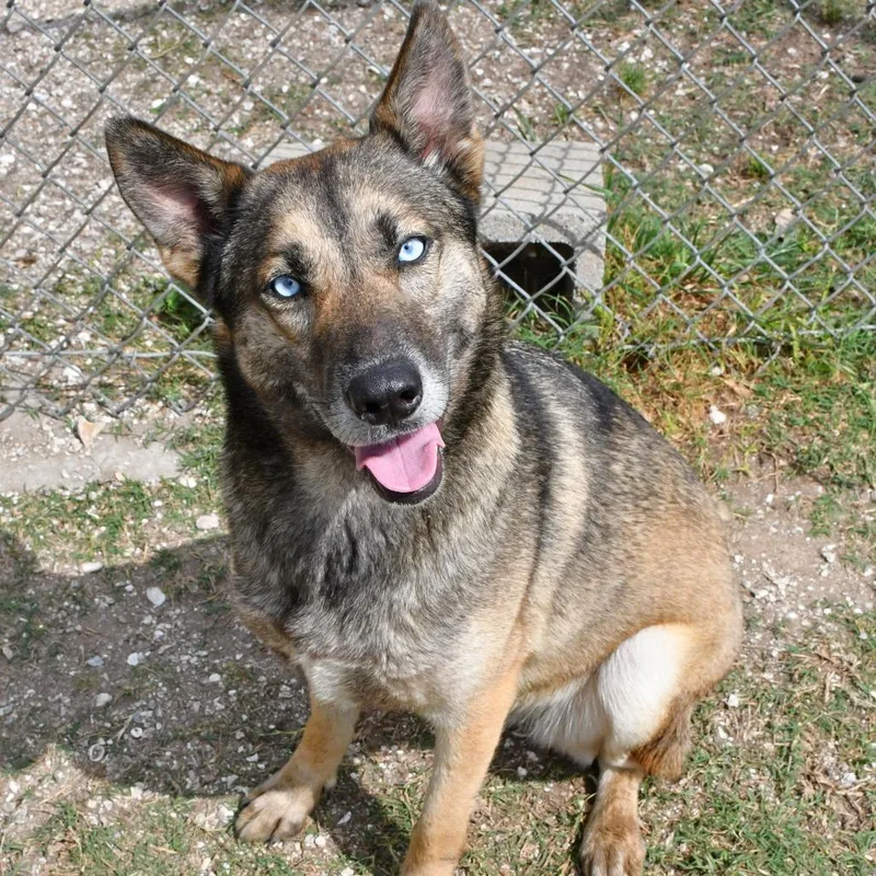 An adult medium-sized female Black Husky dog named Tropica for adoption in Beaumont, TX