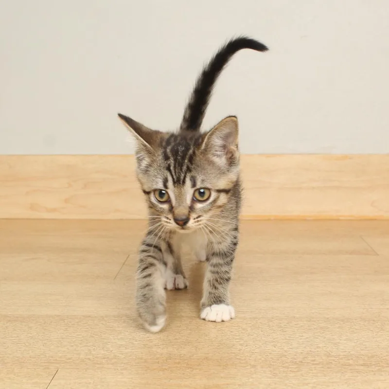 A baby small-sized female Brown / Chocolate Domestic Short Hair cat named Turtle C for adoption in Minnetonka, MN