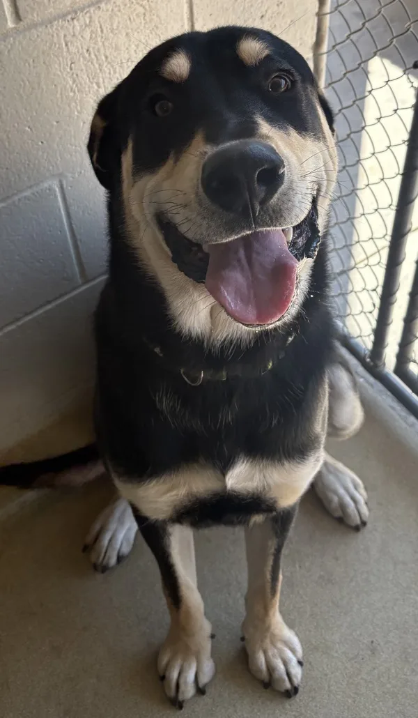 An adult medium-sized male Shepherd dog named Jameson for adoption in Napa, CA