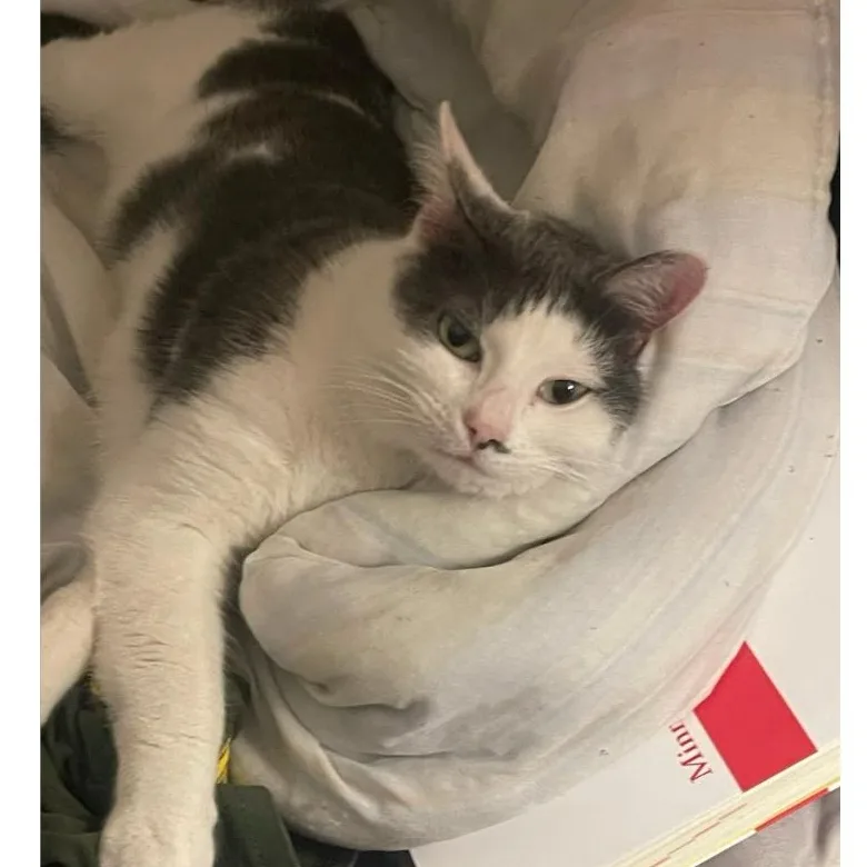 A young medium-sized female Domestic Short Hair cat named Suki Coming In for adoption in Clifton, NJ