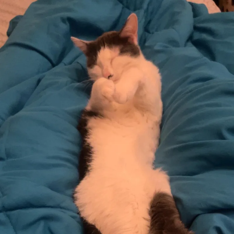 Suki Coming In thumbnail 3