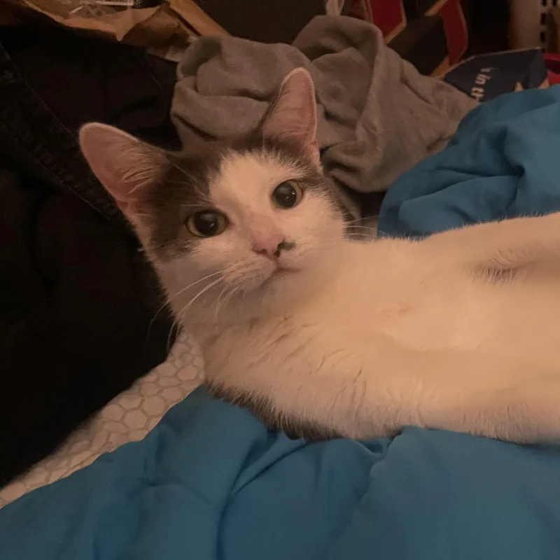 Suki Coming In thumbnail 4
